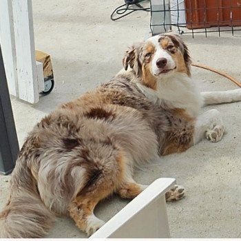 chien Berger australien ROUGE MERLE TESS Berger australien des fauminards