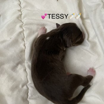 chiot Berger australien ROUGE TRI TESSY Berger australien des fauminards