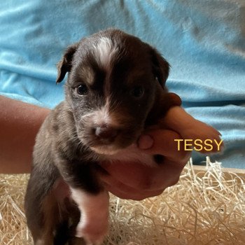 chiot Berger australien ROUGE TRI TESSY Berger australien des fauminards