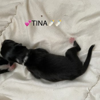 chiot Berger australien NOIR TRI TINA Berger australien des fauminards