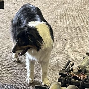 chien Berger australien noir tri TORNADE sweety Berger australien des fauminards chien Berger australien noir tri TORNADE sweety Berger australien des fauminards