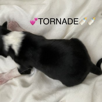 chiot Berger australien NOIR TRI TORNADE Berger australien des fauminards