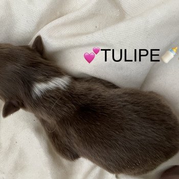 chiot Berger australien ROUGE TRI TULIPE Berger australien des fauminards