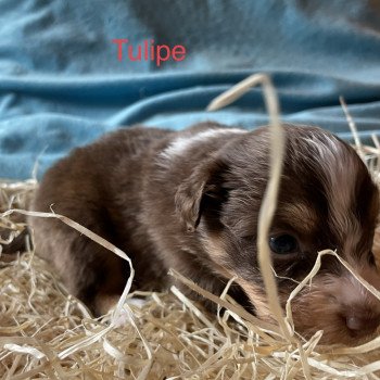 chiot Berger australien ROUGE TRI TULIPE Berger australien des fauminards