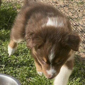 chiot Berger australien ROUGE TRI TULIPE Berger australien des fauminards