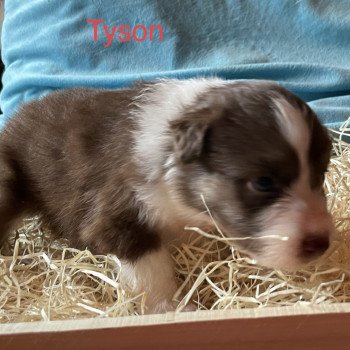 chiot Berger australien ROUGE TRI TYSON Berger australien des fauminards