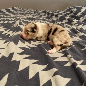 chiot Berger australien ROUGE MERLE ULKY Berger australien des fauminards chiot Berger australien ROUGE MERLE ULKY Berger australien des fauminards