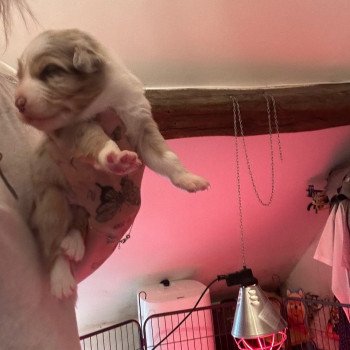 chiot Berger australien ROUGE MERLE ULKY Berger australien des fauminards chiot Berger australien ROUGE MERLE ULKY Berger australien des fauminards