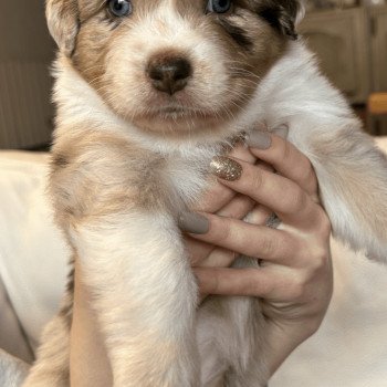 chiot Berger australien ROUGE MERLE ULKY Berger australien des fauminards chiot Berger australien ROUGE MERLE ULKY Berger australien des fauminards