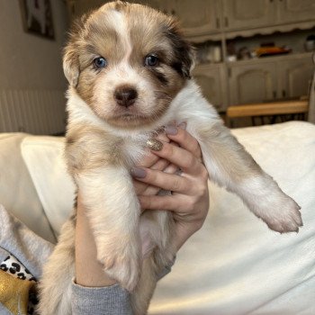chiot Berger australien ROUGE MERLE ULKY Berger australien des fauminards chiot Berger australien ROUGE MERLE ULKY Berger australien des fauminards