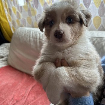 chiot Berger australien ROUGE MERLE ULKY Berger australien des fauminards chiot Berger australien ROUGE MERLE ULKY Berger australien des fauminards