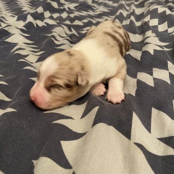chiot Berger australien ROUGE MERLE URACANE Berger australien des fauminards chiot Berger australien ROUGE MERLE URACANE Berger australien des fauminards
