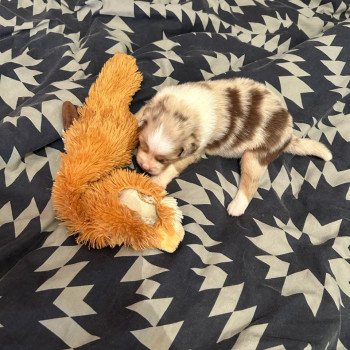 chiot Berger australien ROUGE MERLE URACANE Berger australien des fauminards chiot Berger australien ROUGE MERLE URACANE Berger australien des fauminards