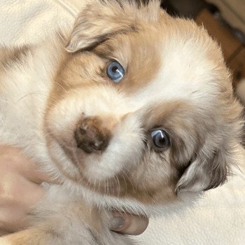chiot Berger australien ROUGE MERLE URACANE Berger australien des fauminards chiot Berger australien ROUGE MERLE URACANE Berger australien des fauminards