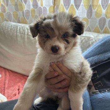 chiot Berger australien ROUGE MERLE URACANE Berger australien des fauminards chiot Berger australien ROUGE MERLE URACANE Berger australien des fauminards