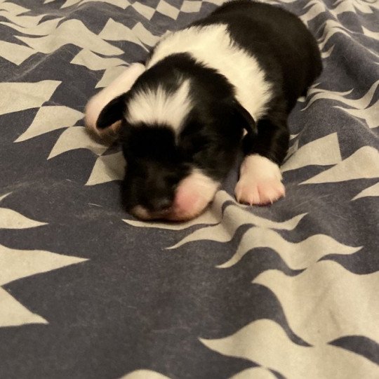 chiot Berger australien NOIR TRICOLORE URIUS Berger australien des fauminards