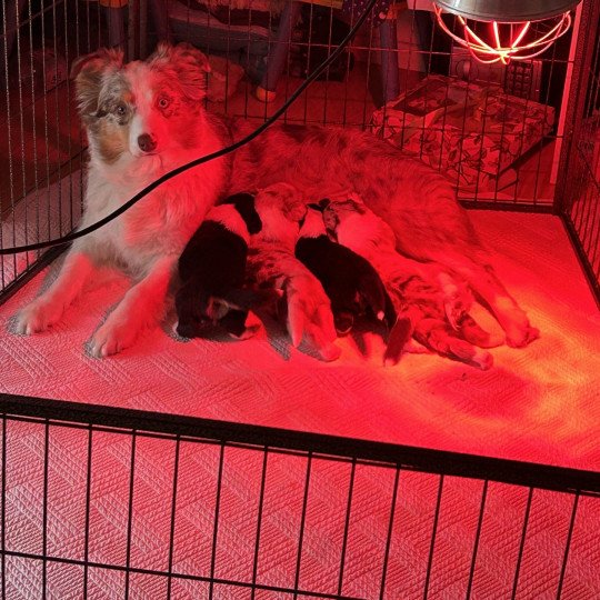 chiot Berger australien NOIR TRICOLORE URIUS Berger australien des fauminards
