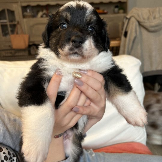 chiot Berger australien NOIR TRICOLORE URIUS Berger australien des fauminards
