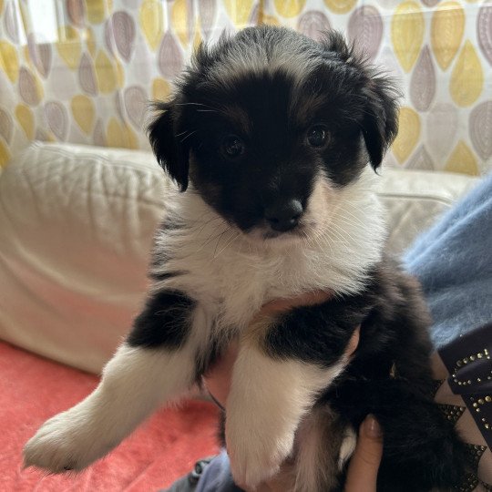 chiot Berger australien NOIR TRICOLORE URIUS Berger australien des fauminards