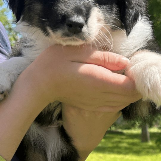 chiot Berger australien NOIR TRICOLORE URIUS Berger australien des fauminards
