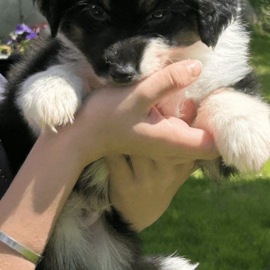chiot Berger australien NOIR TRICOLORE URIUS Berger australien des fauminards