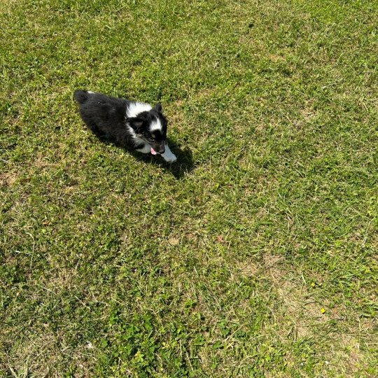 chiot Berger australien NOIR TRICOLORE URIUS Berger australien des fauminards