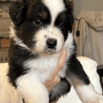 chiot Berger australien NOIR TRICOLORE URSUL Berger australien des fauminards chiot Berger australien NOIR TRICOLORE URSUL Berger australien des fauminards