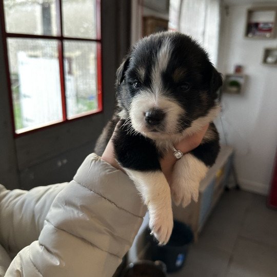 chiot Berger australien NOIR TRICOLORE Vako Berger australien des fauminards