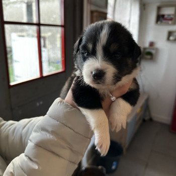 chiot Berger australien NOIR TRICOLORE Vako Berger australien des fauminards