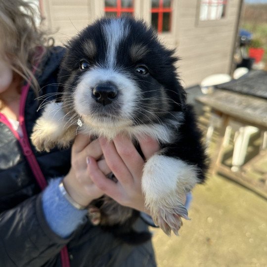 chiot Berger australien NOIR TRICOLORE Vako Berger australien des fauminards