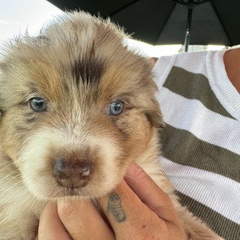 chiot Berger australien rouge merle Vaya Berger australien des fauminards