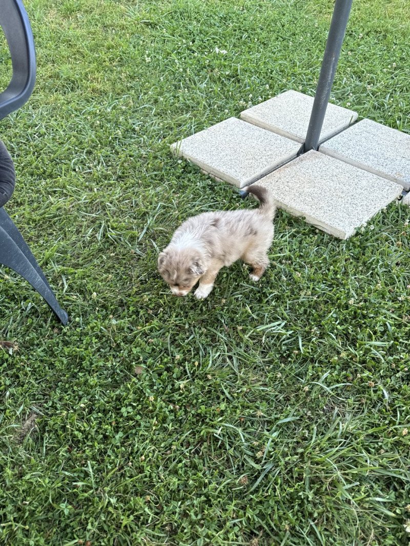 VAYA Femelle Berger australien