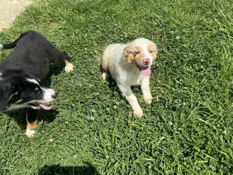 Vico Mâle Berger australien