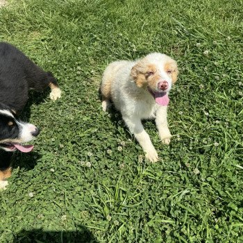 chiot Berger australien Vico Berger australien des fauminards