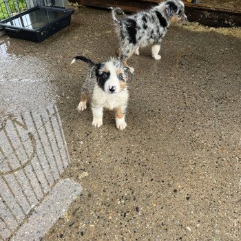 chiot Berger australien Bleu merle Vaya Berger australien des fauminards