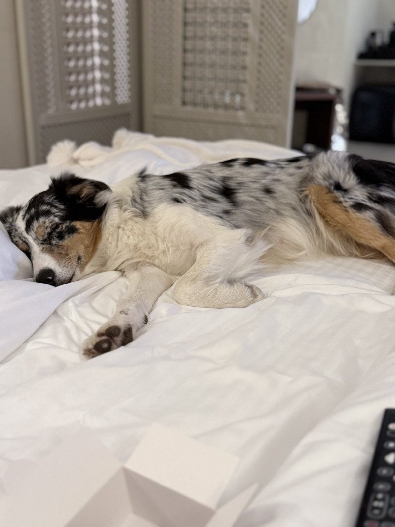 Vitaa Femelle Berger australien