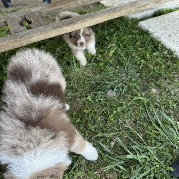 chiot Berger australien rouge merle voltaire Berger australien des fauminards