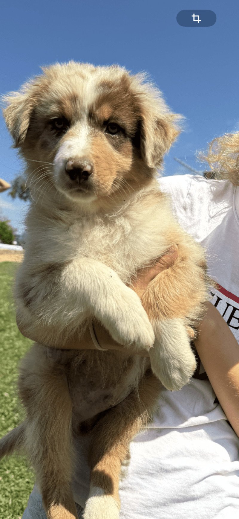 voltaire Mâle Berger australien