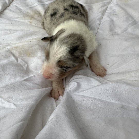 chiot Berger australien bleu merle Vox Berger australien des fauminards