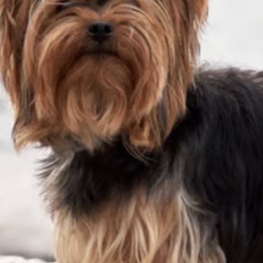 Princesse des fauminards Femelle Yorkshire terrier