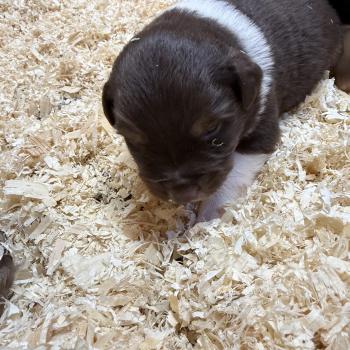 Portée SWEETY ❤ SULTAN 2026