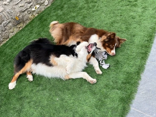 Berger australien des fauminards